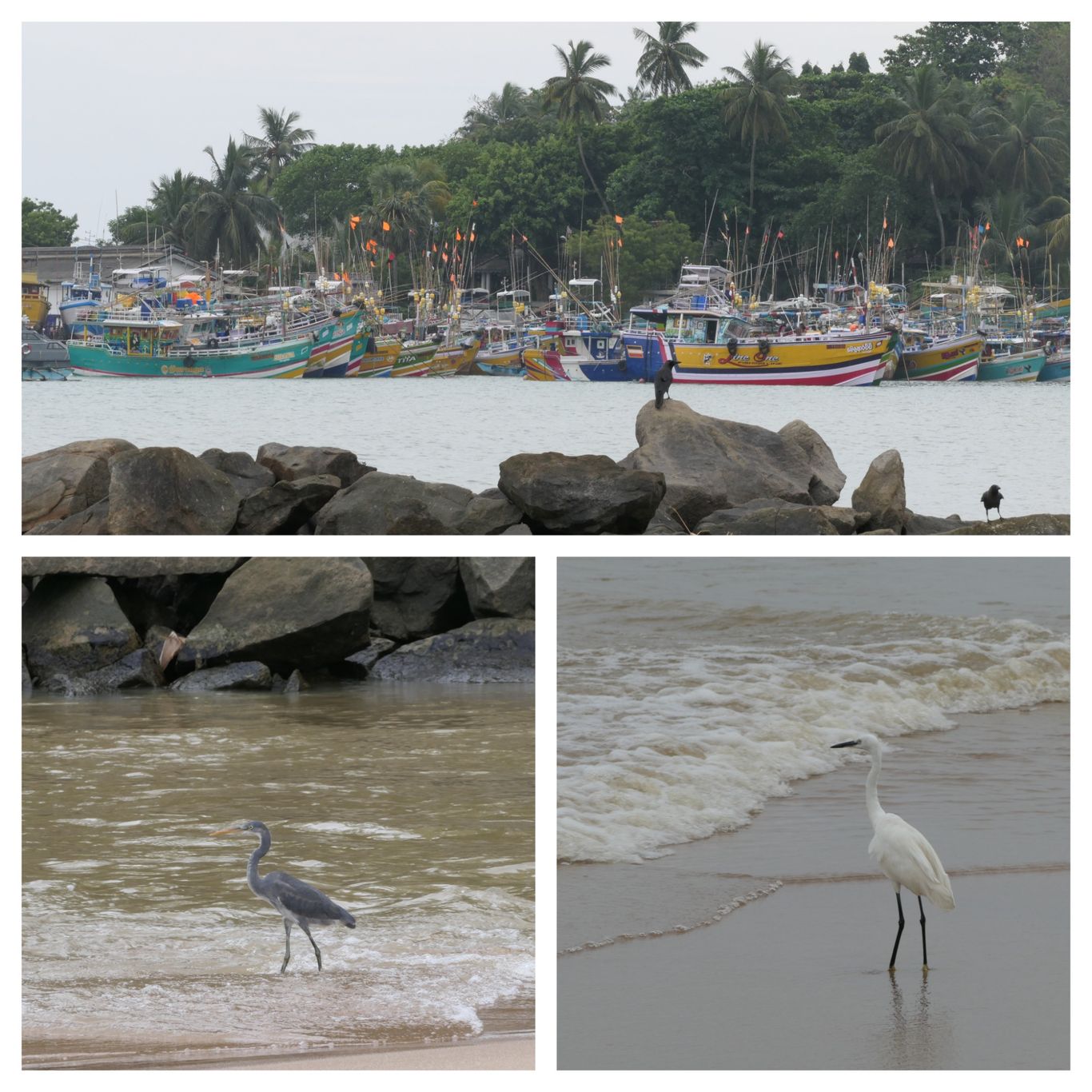 tangalle hafen