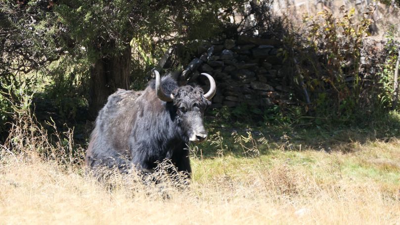 yak