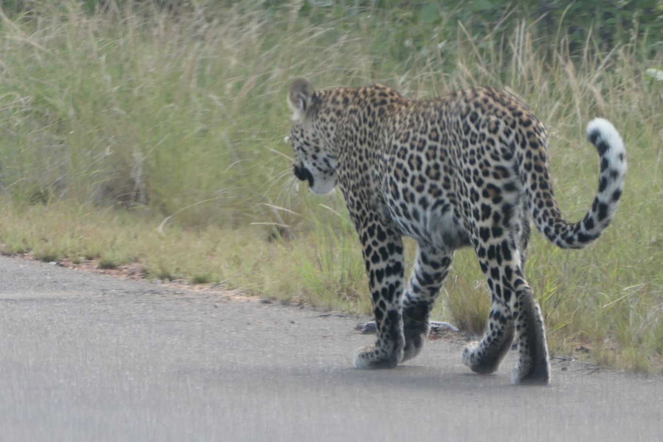leopard im Krueger nationalpark