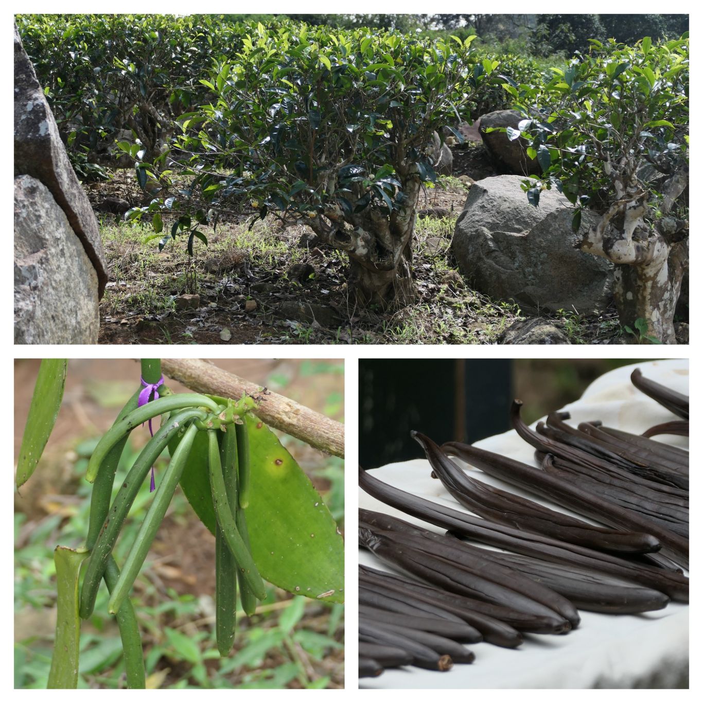 tee und vanille pflanze sri lanka