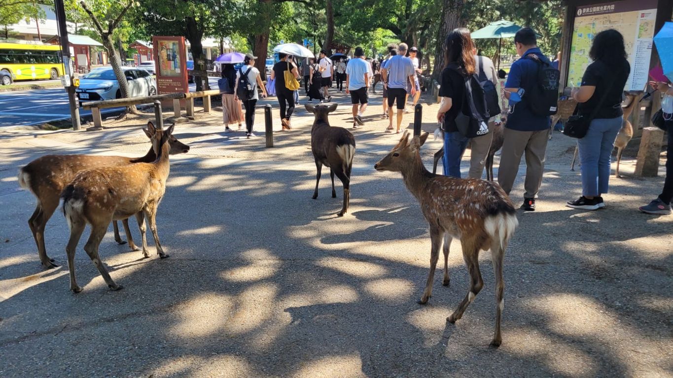 Sikahirsche in Nara