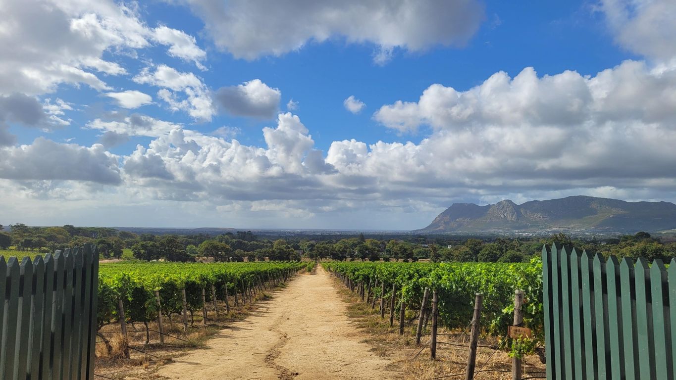 Constantia Weingut