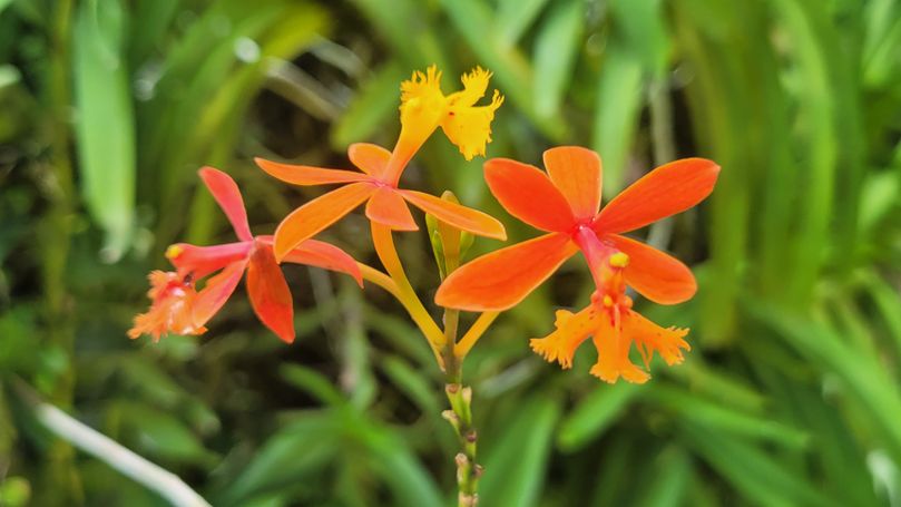 orchideengarten singapur