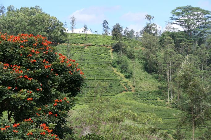 sri lanka ella tee 