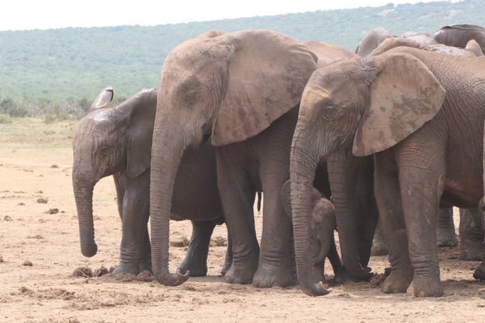 addo elephants nationalpark