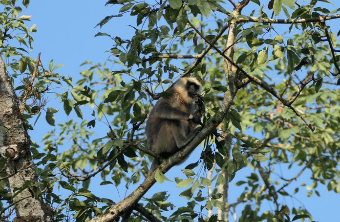 affe im chitwan nationalpark