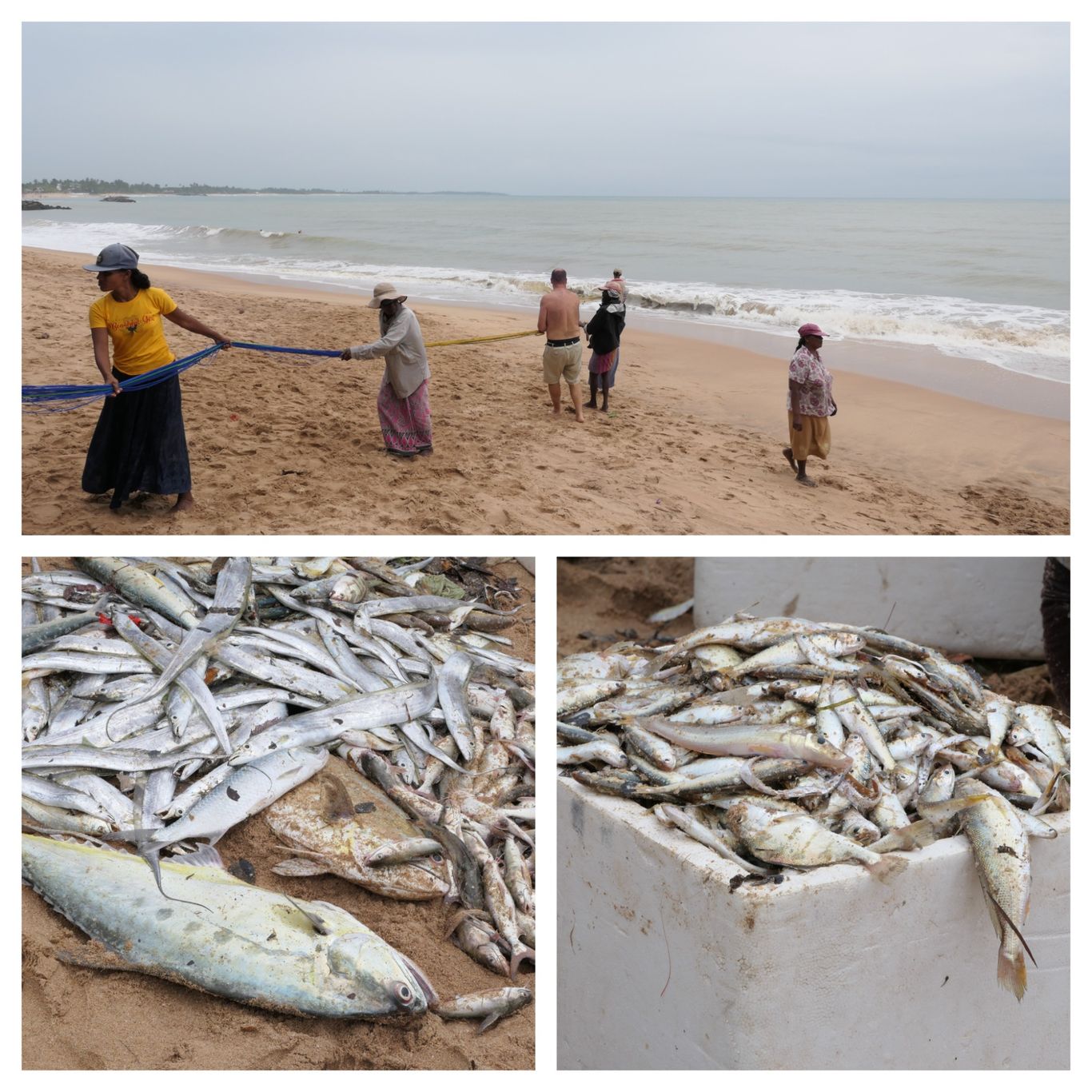tangalle fisch