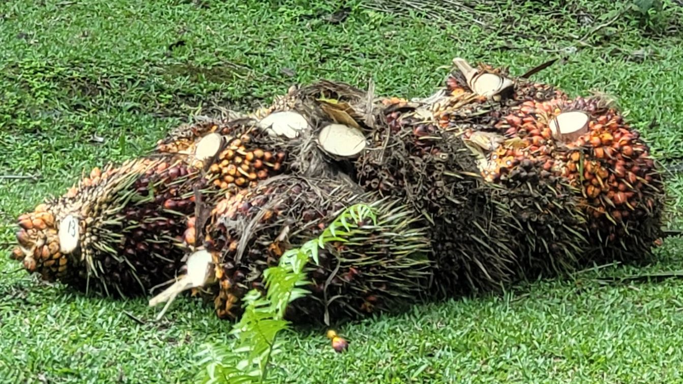 fruechte palmoelpflanze
