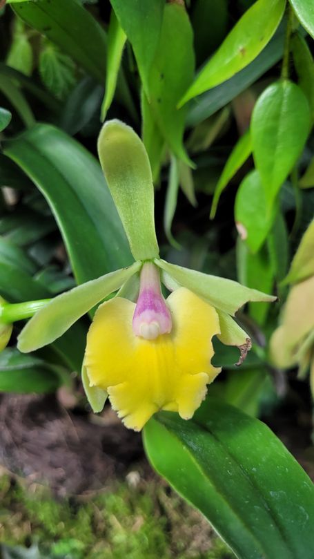 orchidee im orchideengarten singapur