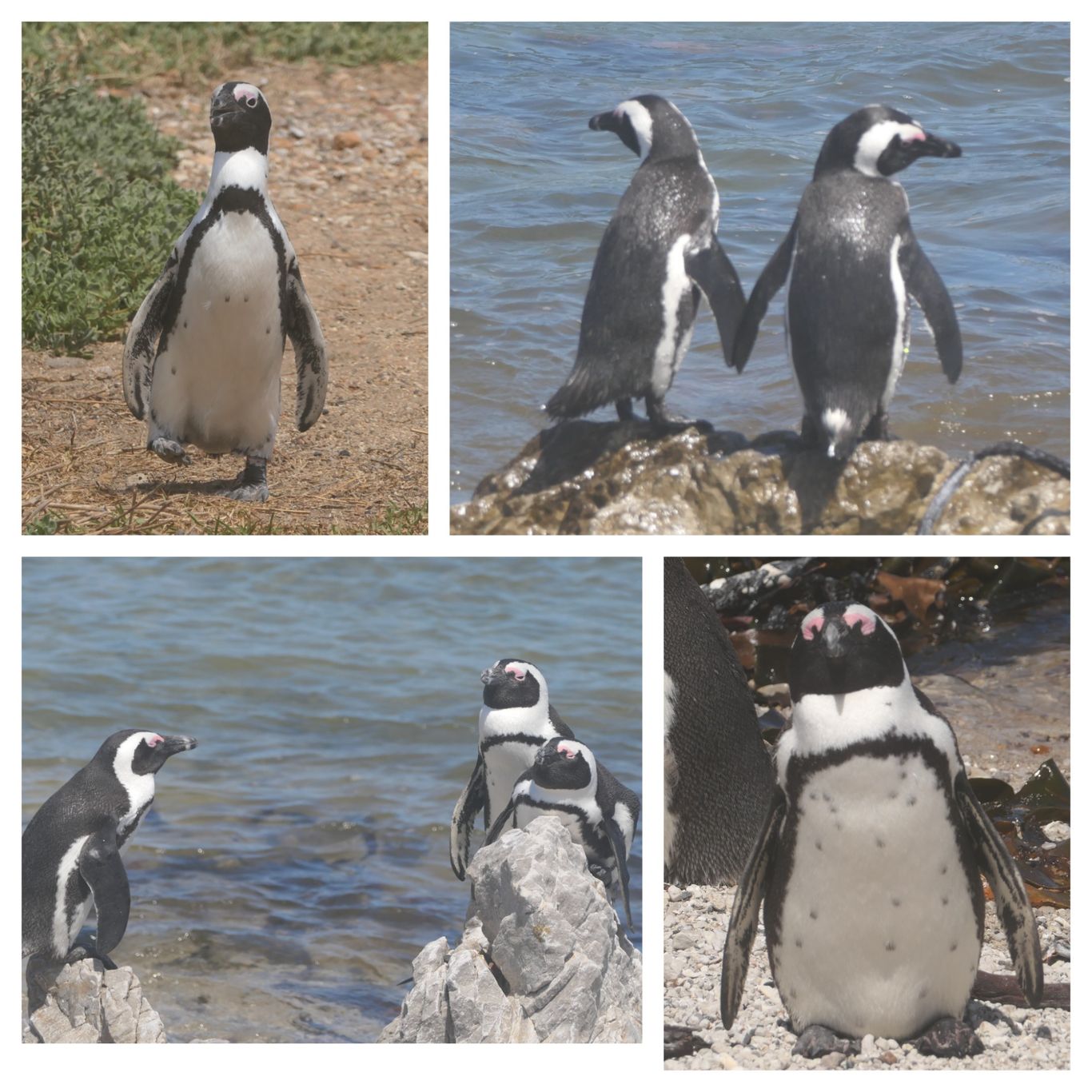 pinguine bettys bay