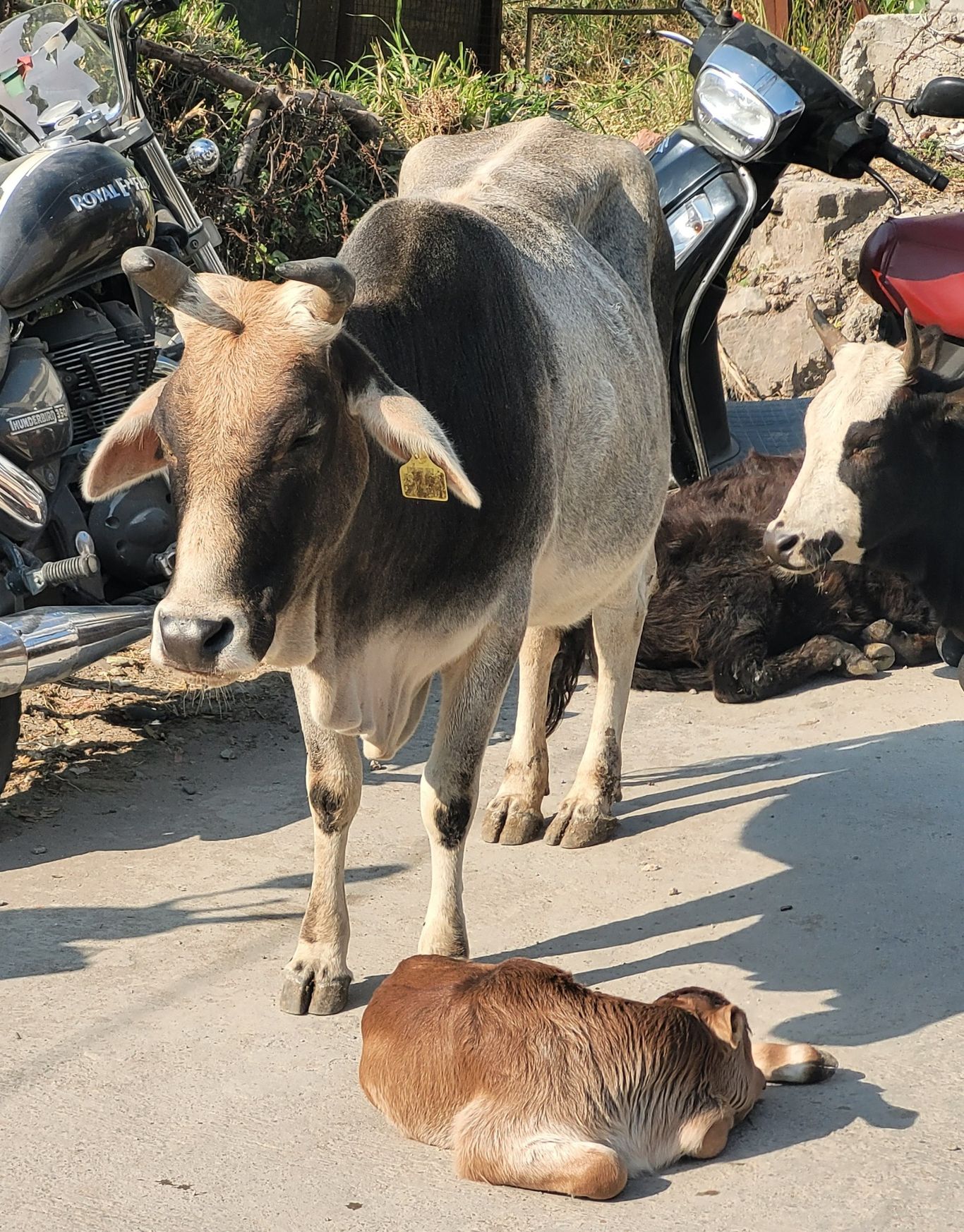 kuh und kalb