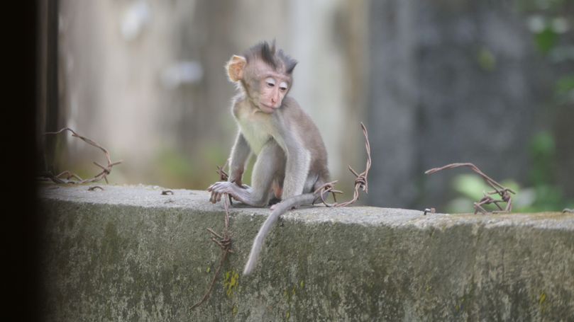affe