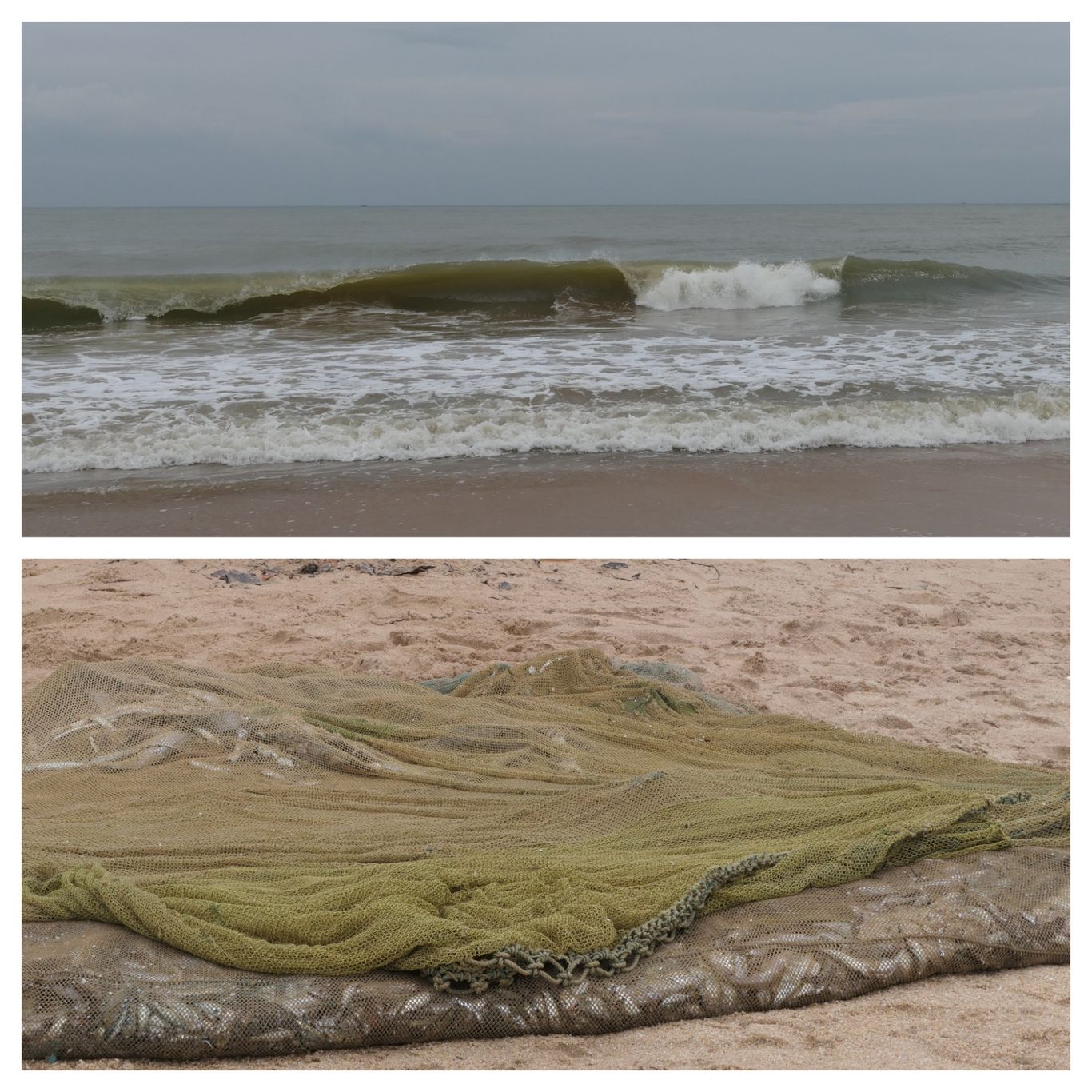 tangalle fisch und meer