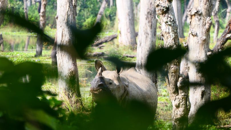 nashorn im chitwan 