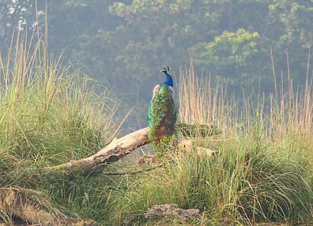pfau im chitwan