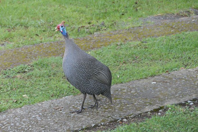 perlhuhn